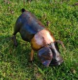 Saddleback Piglet