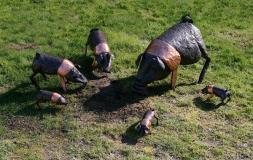 Large Saddleback Pig