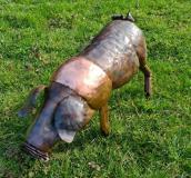 Saddleback Pig Yearling
