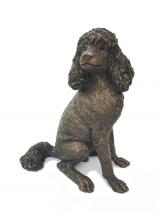 Dennis - Standard Poodle