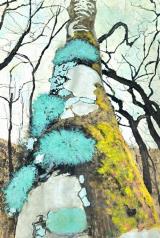 Lobaria