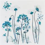 Poppies and Cow Parsley