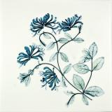 Honeysuckle 