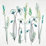Poppies and Grasses